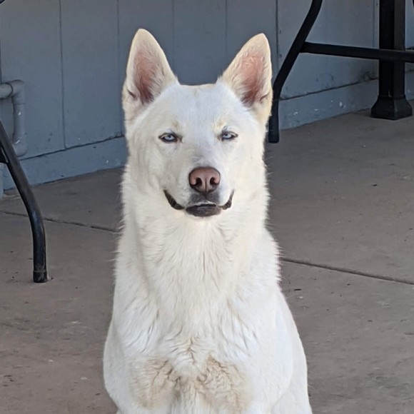 Meet your Posher, Manny - Picture 1 of 1